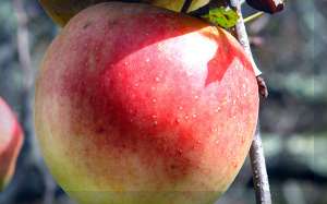 Трехкилограммовое яблоко 