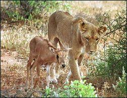 Львица и антилопа