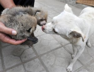 Собака усыновила детенышей панды