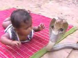 Маленький ребенок играет с коброй 