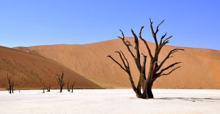 Откуда взялись деревья в пустыне?