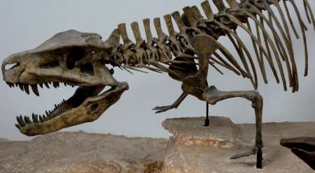 Легенда о динозаврах (заметки по поводу теории эволюции)