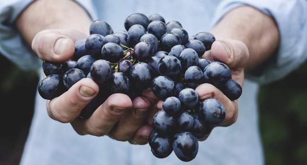 Виноградник Всевышнего — еврейский народ