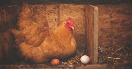 2. Яйца в курице и дополнительные запреты мяса с молоком