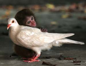Брошенная матерью обезьянка подружилась с голубем