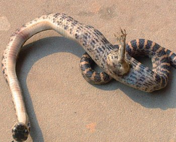 В Китае найдена одноногая змея