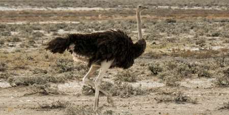 Чем хасид отличается от страуса?