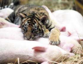 Свинья усыновила трех тигрят, от которых отказалась мать