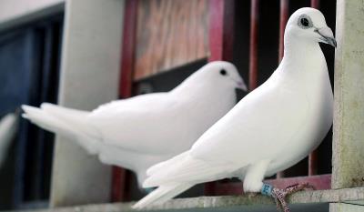 Запрет разводить птиц у себя дома