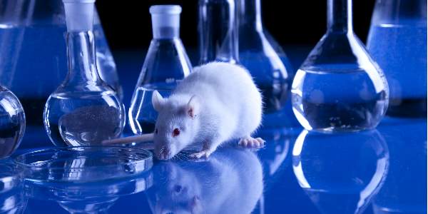 Израильская лаборатория научила крыс обнаруживать рак легких