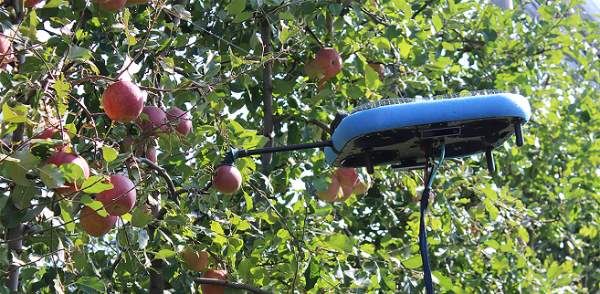 Роботы для сбора фруктов скоро поступят в продажу