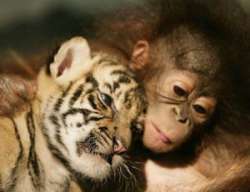 Маленькие орангутаны и тигрята сдружились в зоопарке