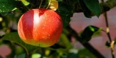 Почему Адам и Ева не ели плодов от дерева жизни?