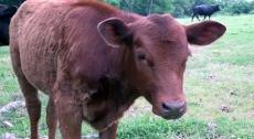 О красной корове в свете хасидизма