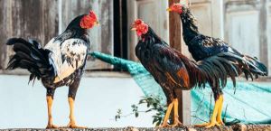 The 3 Roosters Before Moshiach Comes