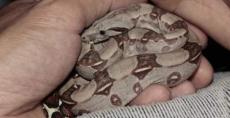 14-ти летняя девочка из Эльада задушила змею